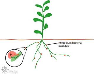 Bintil akar pada tanaman polong-polongan terbentuk akibat adanya asosiasi akar dengan bakteri