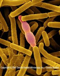 PEMANFAATAN MIKROORGANISME DALAM MENGENDALIKAN PENYAKIT PADA TUMBUHAN Bacillus2
