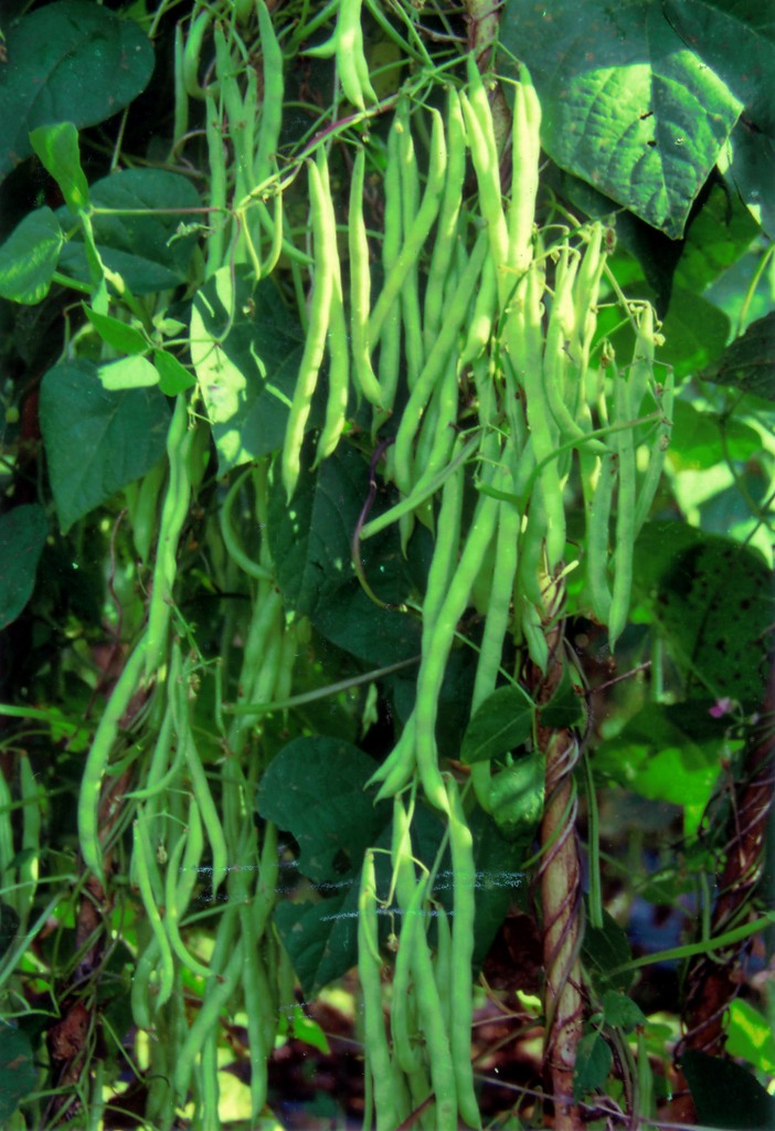 Pemanfaatan Buncis Phaseolus vulgaris L Sebagai Menu 
